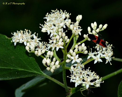 {Cornus drummondii}